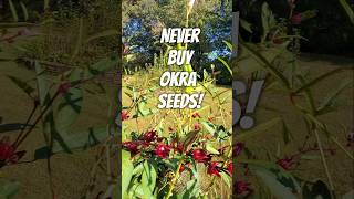 Saving Okra Seeds Its Almost Too Easy [upl. by Nasas]