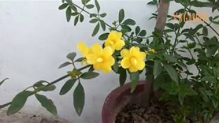 How to grow and care Chameli plantyellow jasmine🌞🌛🌝🌻 [upl. by Naerad120]