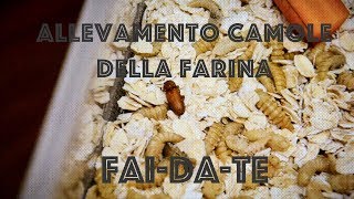 Allevamento di Camole della Farina FaiDaTe [upl. by Ayotac939]