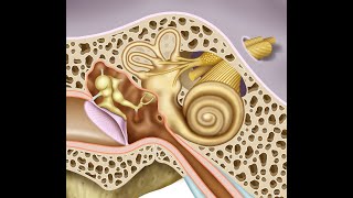 ANATOMÍA ES FÁCIL  OÍDO MEDIO [upl. by Rahs]