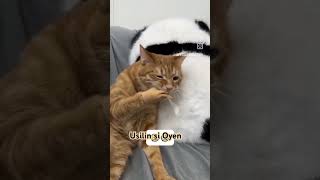 Tangan baru Oyen 🤣 petsvlog cat funnyanimals [upl. by Ellak]