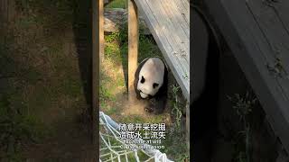 Naughty panda Lingyan 替奶爸反向把灵岩挂网上 大熊猫 熊猫 cute animals 熊貓 熊猫界顶流 搞笑 funny [upl. by Flieger]