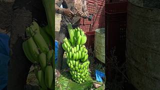 Banana 🍌 Cutting and packing part 148 [upl. by Woodsum]