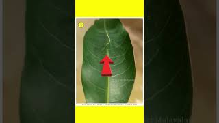 ഇങ്ങനെയും ജീവികൾ  3 camouflage animals😱  unknown facts  facts Malayalam shorts ytshorts [upl. by Anibas]