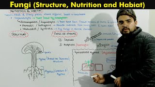 Kingdom Fungi Fungi Structure habitat and Nutrition [upl. by Jenei177]