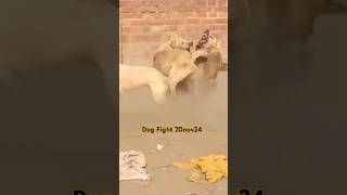 Dog Fight 20nov24 doglover animals dog tranding shortsvideo dogfight [upl. by Eydie]