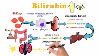 ماذا تعرف عن الصفراء البيليروبين ؟ هنعرف مصدر الصفراء واسباب الزيادة الطبيعية والغير طبيعية [upl. by Nohsram]