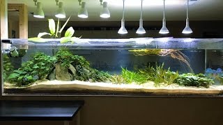 240 Gallon Planted Discus Tank January 2017  Teardown and Rescape [upl. by Bryan919]