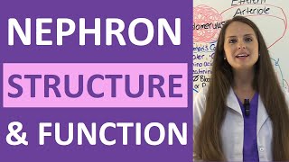 Nephron Structure and Function Physiology  Filtration Reabsorption Secretion NCLEX Review [upl. by Maxfield]