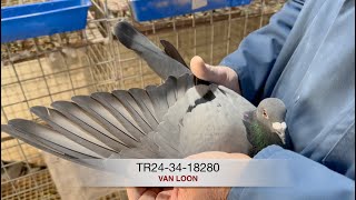 TR243418280  VAN LOON [upl. by Clarine]