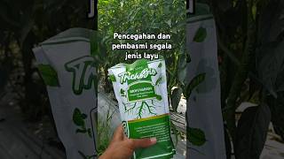 Trichobio pembasmi layu bakteri dan layu Fusarium ataupun segala jenis layu lainnya shorts fungi [upl. by Annadal478]