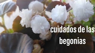 BEGONIAS TUBEROSAS CUIDADOS BÁSICOS QUE DEBES TENER  La Huerta M [upl. by Chucho]