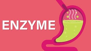 What are Enzymes [upl. by Batty]