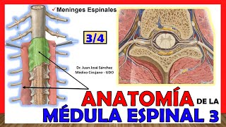 🥇 MÉDULA ESPINAL 34  Meninges Espinales Anatomía ¡Explicación fácil [upl. by Lemhar]