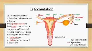 COUR 1 Partie 2  embryologie [upl. by Joanne]