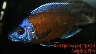 Red Fin Borleyi Cichlid Amazing fish [upl. by Atsyrc346]