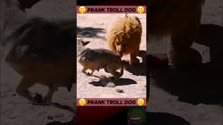 🐯Prank Dog 😂  Dog Wear Tiger Mask Fake Tiger So Funny Dogs Prank Try To Stop Laugh 2024 shorts 🐕 [upl. by Ki214]