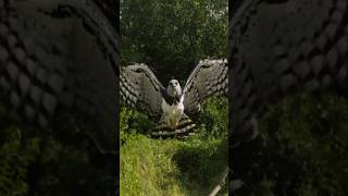 Harpy Eagles The Apex Avian Predators of the Rainforest [upl. by Eyllib521]