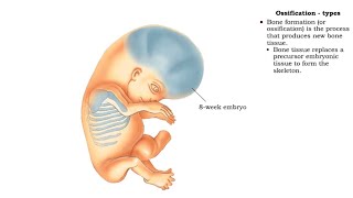 Skeletal System  Bone Formation  Intramembranous Ossification amp Endochondral Ossificationquot [upl. by Rabassa276]
