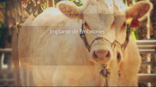 VENTA GANADO CHAROLAIS [upl. by Enutrof]