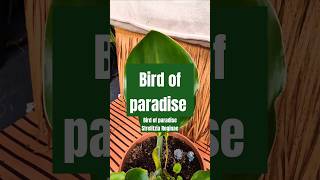 Bird of paradise plant  Strelitzia Reginae Tropical plant growth plants shorts plantsofyoutube [upl. by Leugimesoj]