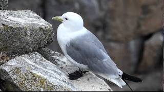 Black legged Kittiwake FullHD JH1RNZ [upl. by Niras]