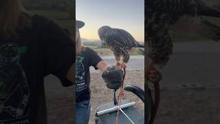 Hawk training utah hawk pets crazypet pettrainning [upl. by Noraj548]