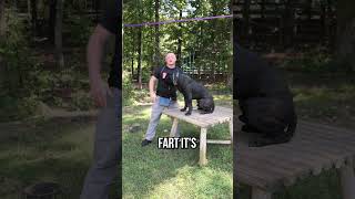 How To Lift A 100LB DOG  THE RIGHT WAY [upl. by Karlen]