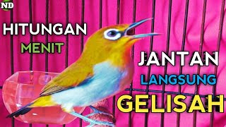 Suara Pleci Betina Memanggil Jantan [upl. by Tnomel]