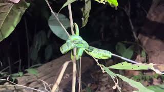 Sumatra pit viper Trimeresurus sumatranus [upl. by Ellennej]