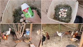 تربية الدجاج البلدي 🐓🐔طريقتي في تنظيف البراكة وتغيير مكان تبييض الدجاج [upl. by Gagne]