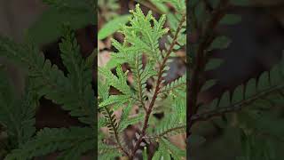 Selaginella species [upl. by Somar505]