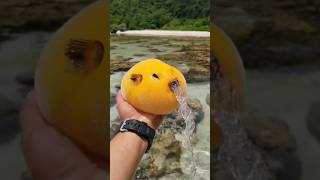 Survival Technique of Puffer Fish 😱 [upl. by Aushoj]