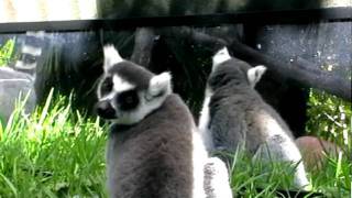 Ringtailed lemurs with mirror [upl. by Ginny482]