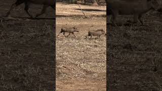 Warthogs 2024 wildlife animals corbett nature jimcorbett deer hunting [upl. by Sanoy428]