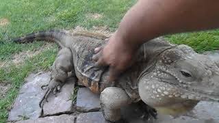 Lizard Greets Man like a Dog [upl. by Hubsher]