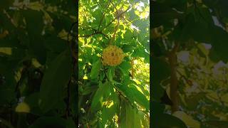 Custard apple 😋😋 mini vlogs ytshorts trendingsong [upl. by Eixor894]