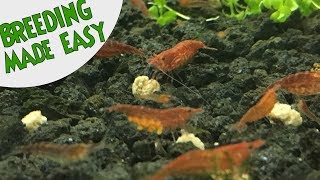 How to BREED CHERRY SHRIMP Neocaridina Top 5 TIPS FOR SUCCESS [upl. by Lerim17]