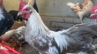 Coccidia y coriza las enfermedades más comunes de las gallinas te muestro cómo curarlas [upl. by Nilauqcaj229]