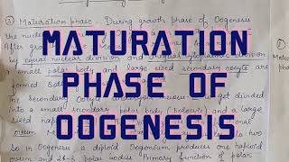 Maturation phase of oogenesis [upl. by Natascha]