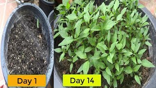 Quick and Easy Way To Grow Chili from seeds [upl. by Emina]