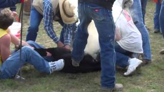 Cattle Branding in Montana [upl. by Spiegelman]