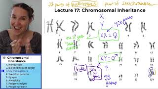 Chromosomes 3 Sex chromosomes [upl. by Etteve]