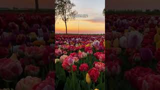 Exploring Keukenhof Tulip Gardens in Lisse Netherlands 2024 [upl. by Kenweigh]