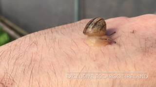 Friendly Baby Snail A Lovely Little Fellow’s Charming Adventure 🐌💚🌿 [upl. by Kramnhoj]