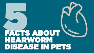 5 Facts About Heartworm Disease in Pets [upl. by Zenas881]