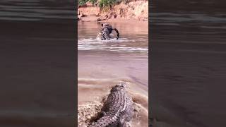 crocodile moment preying on leopard crocodile animals [upl. by Noivart]