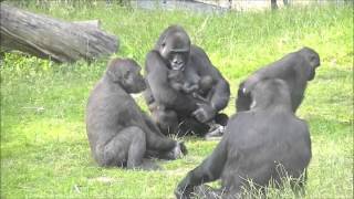 33 day old gorillatwin Burgers Zoo  part 6 [upl. by Gnouhc]