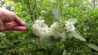 Acokanthera oblongifolia [upl. by Neira]