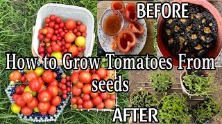 How To Grow Tomatoes At Home ukseed to harvest Grow Tomatoes from Tomatoes Easiest Method [upl. by Aelahc]